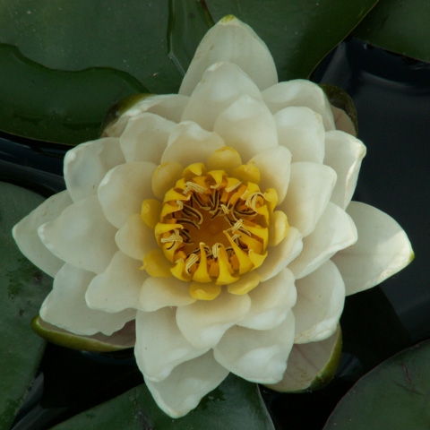 White Hardy Water Lily (Nymphaea sp.)